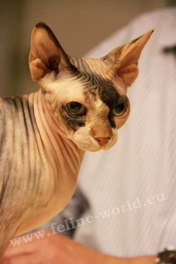 sphynx_6 (RACE)